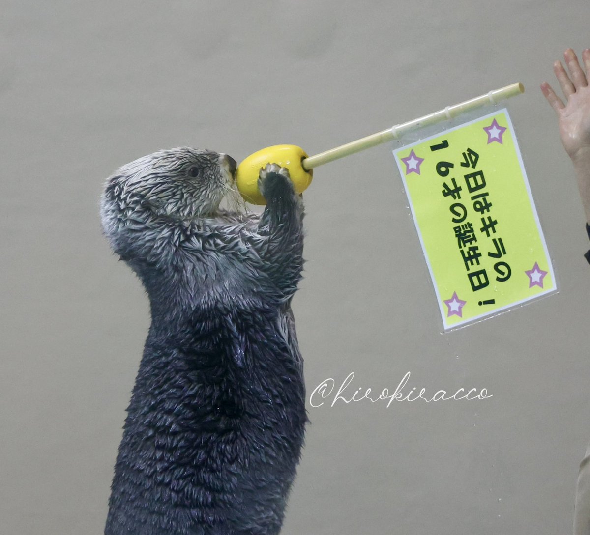 はーい皆さん
キラが横断しまーす！
◯▼※△☆▲※◎★●

#鳥羽水族館　#ラッコ　#seaotter 
#キラ　#ラッコのキラちゃん
#キラちゃん大好き