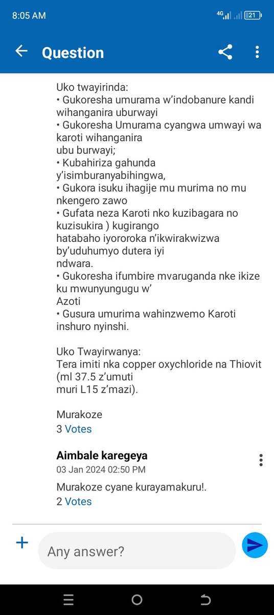 Iyi n'indwara yo kubabuka kw'amababi (Leaf blight) iterwa n’agahumyo kitwa Alternaria dauci. Byinshi kuriyo ndetse n'ibindi wakwibaza kugirango uhinge kijyambere wabisanga kuri #AGRITrials. Wayibona unyuze hano:play.google.com/store/apps/det…