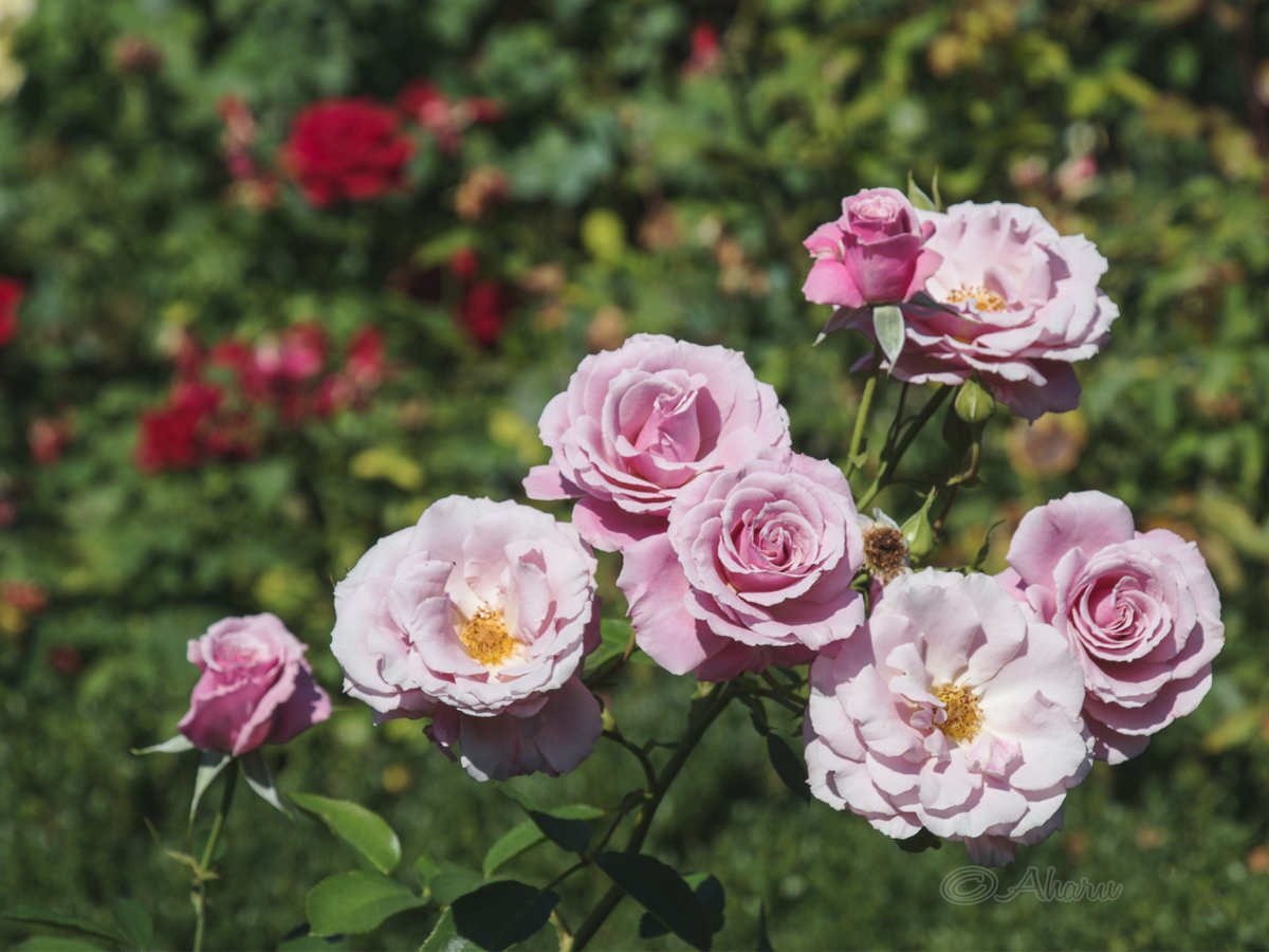 Happy Rose Wednesday!
#photography #naturephotography #roses #flowersoftwitter #flowers #RoseWednesday