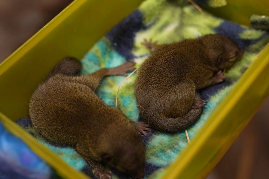 There's some exciting news as Michael Shrewmacher and Shrew Barrymore, the tree shrews in our mammal house have had babies! 😀 Join Farmer Georgie as she does her first health check on her tiny new charges. Watch: facebook.com/CannonHallFarm…