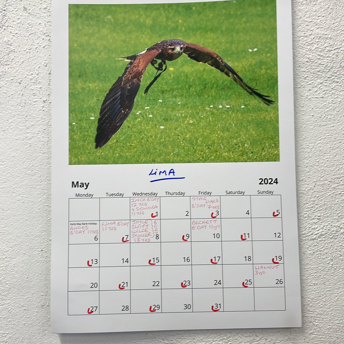 A busy month of birthdays ahead….🥳🥳🥳🥳🥳 
Happy 1st of May everyone ❤️

#hawkwalk #ashfordcastle #falconry #harrishawk #RedCarnationHotels