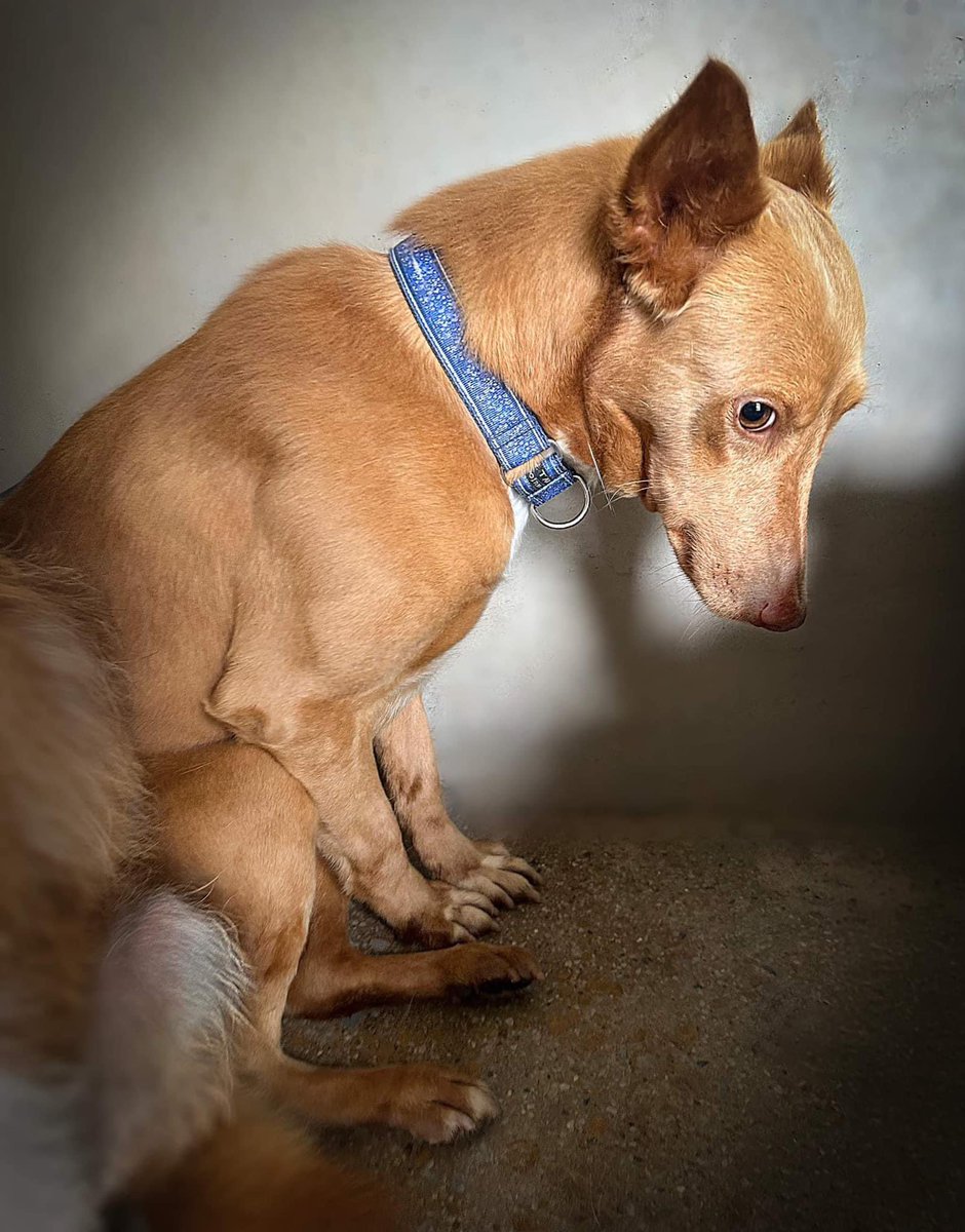 Athos ❤️3yrs old & spent his whole life in a Perrera. He’s so scared he looks away in hope that if he can’t see you then you can’t see him. Athos will need an experienced home with other dogs, maybe another Podenco or galgo that can help him along. He mustn’t be pushed too hard…