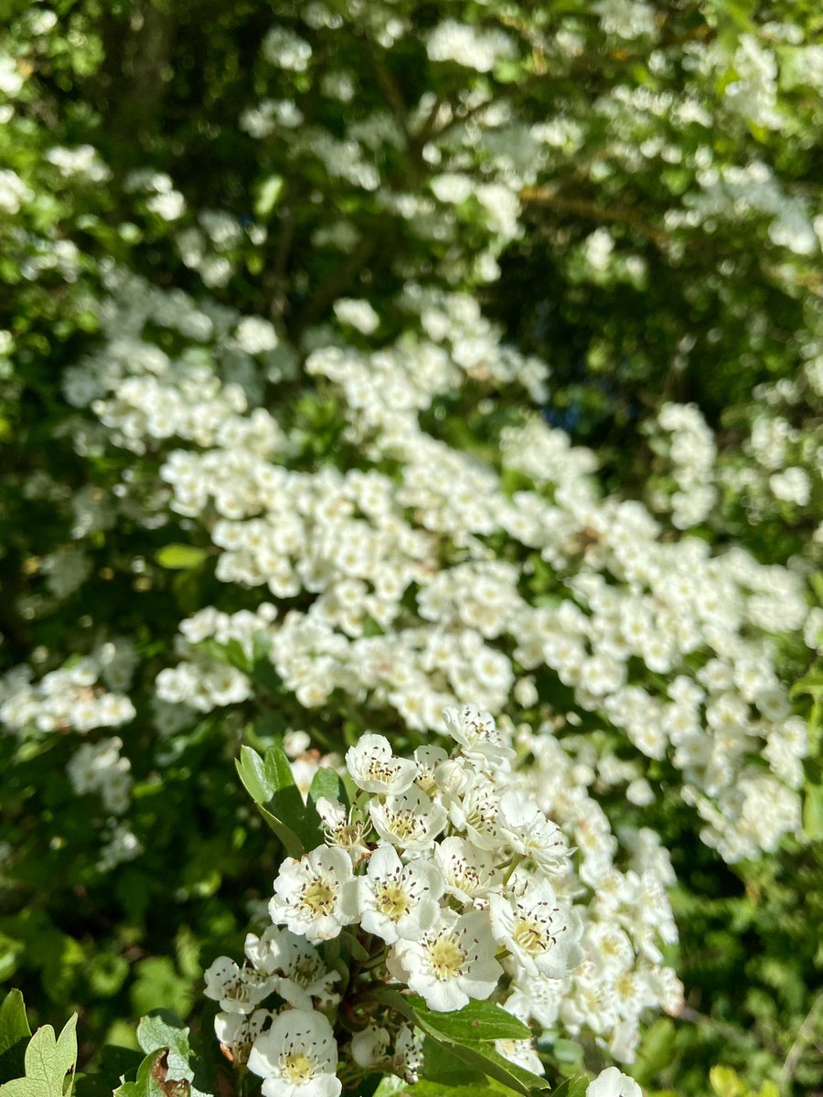 Happy May Day! Have you seen any May Blossom (aka Hawthorn flowers) yet this year? There are lots of these flowering trees around the reserve, being enjoyed by a host of pollinators. #MayDay #Blossom #Springtime #Flowers #NatureBeauty