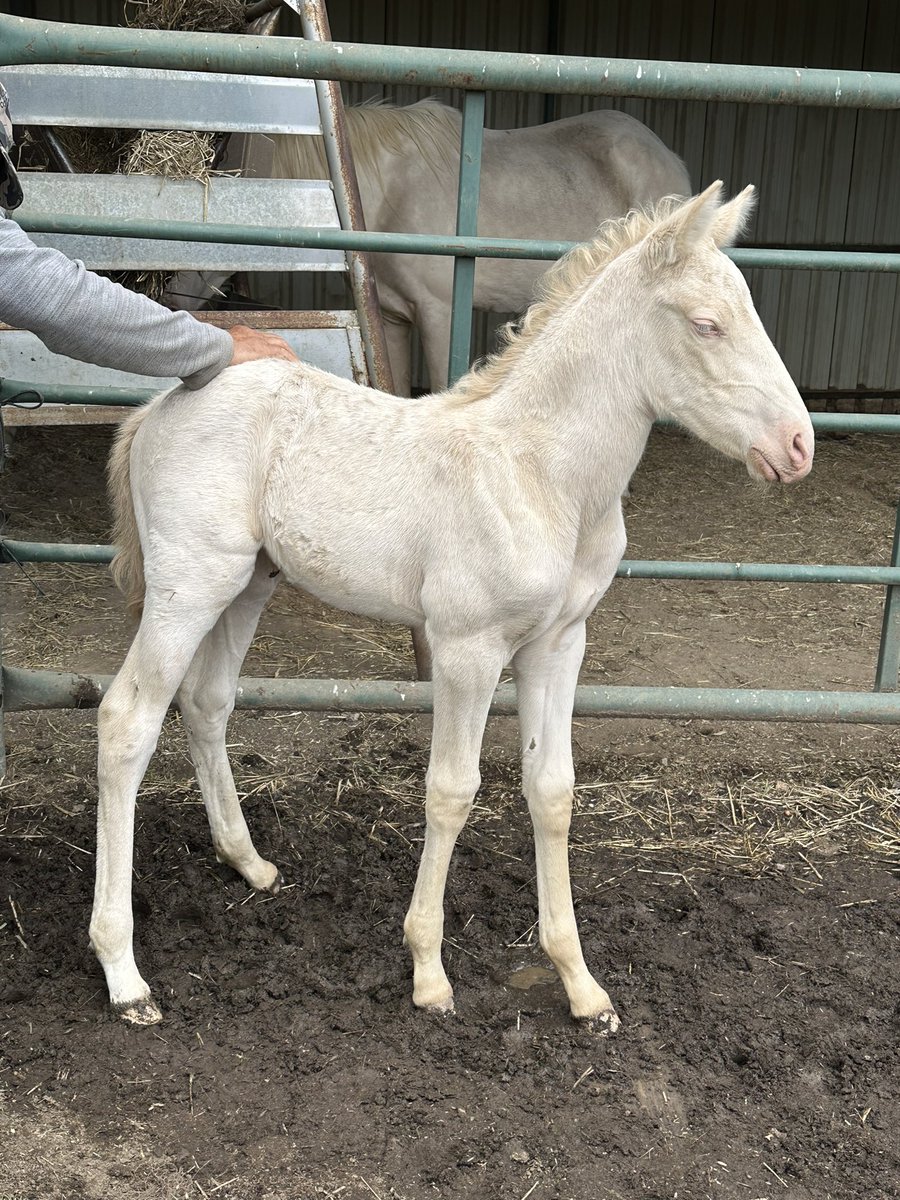 Julián Conejo-Mir tweet media
