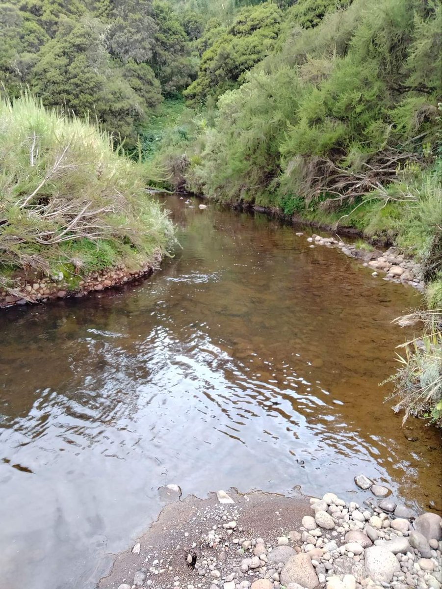 Step into the wonderland of Aberdare National Park: towering trees, pristine streams, and captivating wildlife melodies.🌳🦓 #TunzaMaliYako #AdventureAwaits