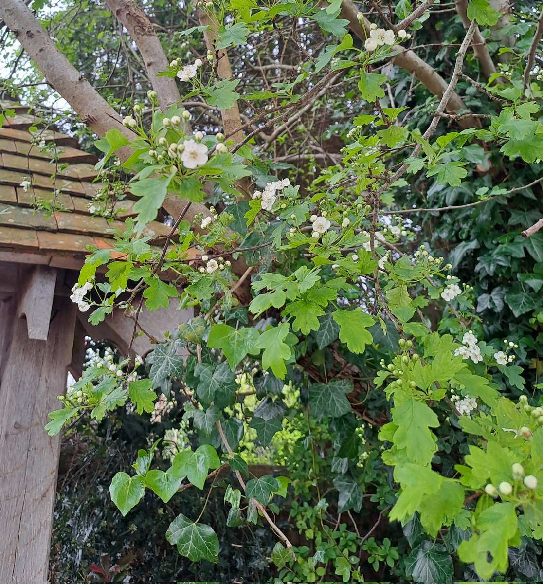 Hal an tow! Lots of May in flower to welcome in the merry month of May. (I'm old enough to remember this vitually never happened, it was always a week or so into the month before it flowered!)