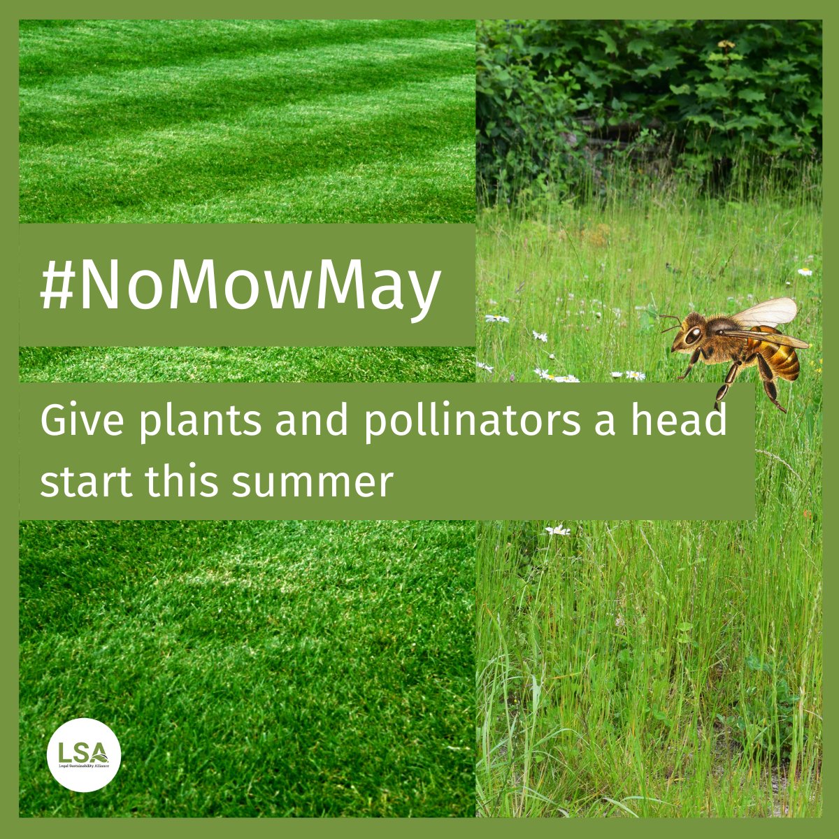 🐝 Provide a feast for pollinators, tackle pollution, reduce urban heat extremes, and lock away atmospheric carbon below ground. 
How? 
Simply by not mowing your lawn for May.
👉#NoMowMay
Find out more on <a href="/Love_plants/">Plantlife</a>'s website:
plantlife.org.uk/campaigns/nomo…