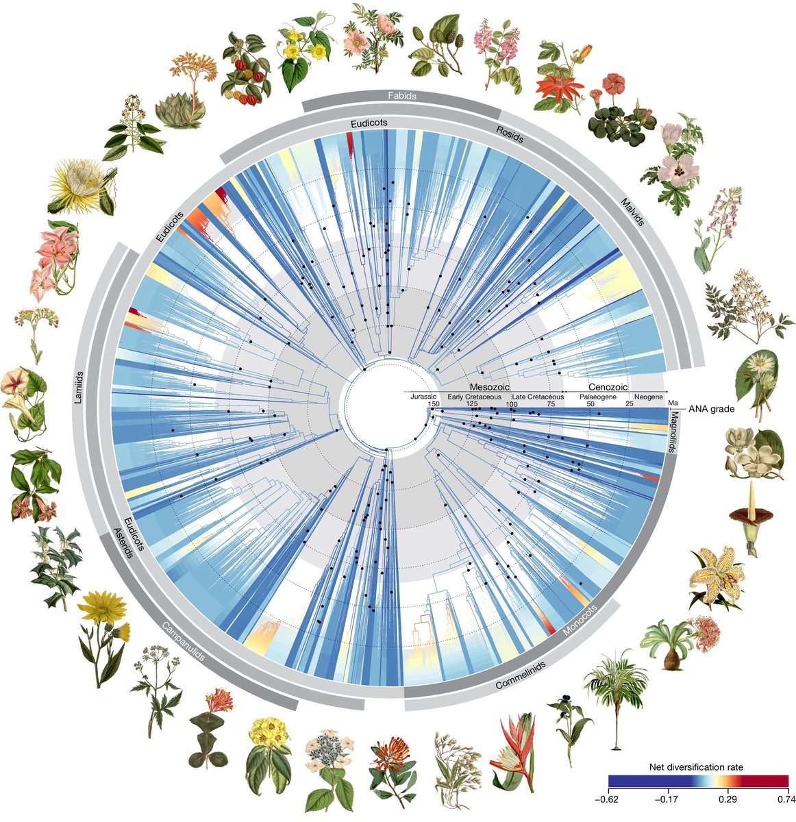 This might be the most beautiful graphic to ever appear in a scientific paper. From this study on the deep history of flowering plants: nature.com/articles/s4158…