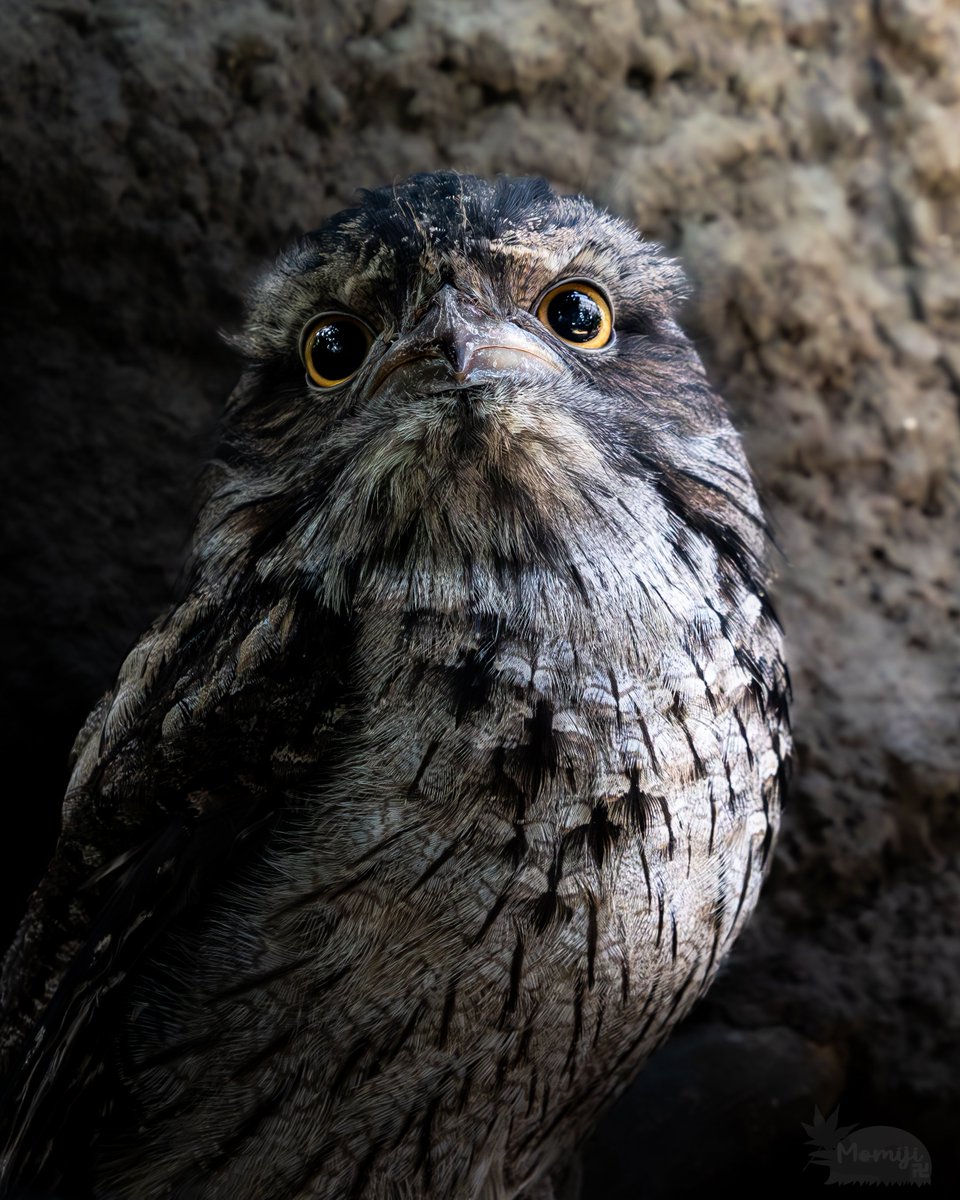 オーストラリアガマグチヨタカ この子にももう一度会いたい🦉 OM1 + M.ZD40-150mmF2.8PRO #神戸どうぶつ王国 #OMSYSTEM