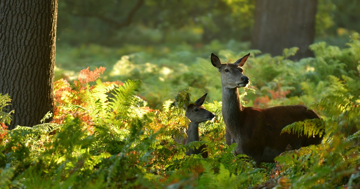 Deer birthing season starts from 1 May to 31 July. To safeguard newborn deer and ensure visitor safety, leashing dogs will be compulsory across Richmond and Bushy Park. Visitors are urged to stay vigilant & maintain safe distance from deer. More info: bit.ly/4bjzpGq