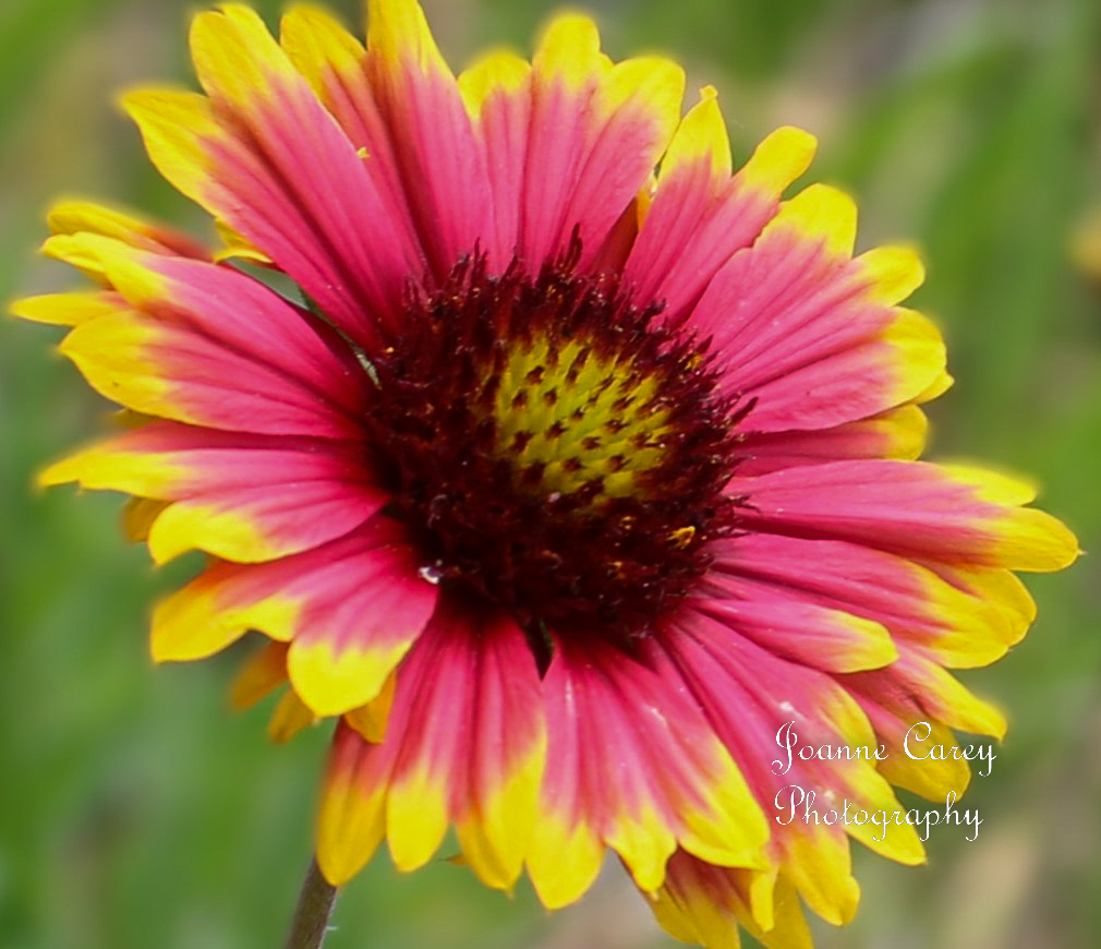 Have a beautiful day, everyone! ❤️

Starting my day with one of my fav #flowers #gaillardia ❤️ Off to work soon then a day off tomorrow... feeling blessed! 🤗
#NaturePhotography #blanketflower #itsthelittlethings