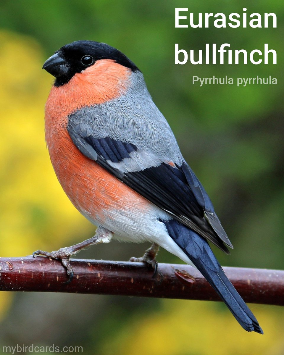 🌍🌏 Eurasian bullfinch (Pyrrhula pyrrhula) #Eurasianbirds #Europeanbirds #Asianbirds | #Bullfinches #Carduelinefinches #Carduelinae #Truefinches #Fringillidae #Finches | #mybirdcards #birdcards #birds🦜 #BirdsOfTwitter #birds