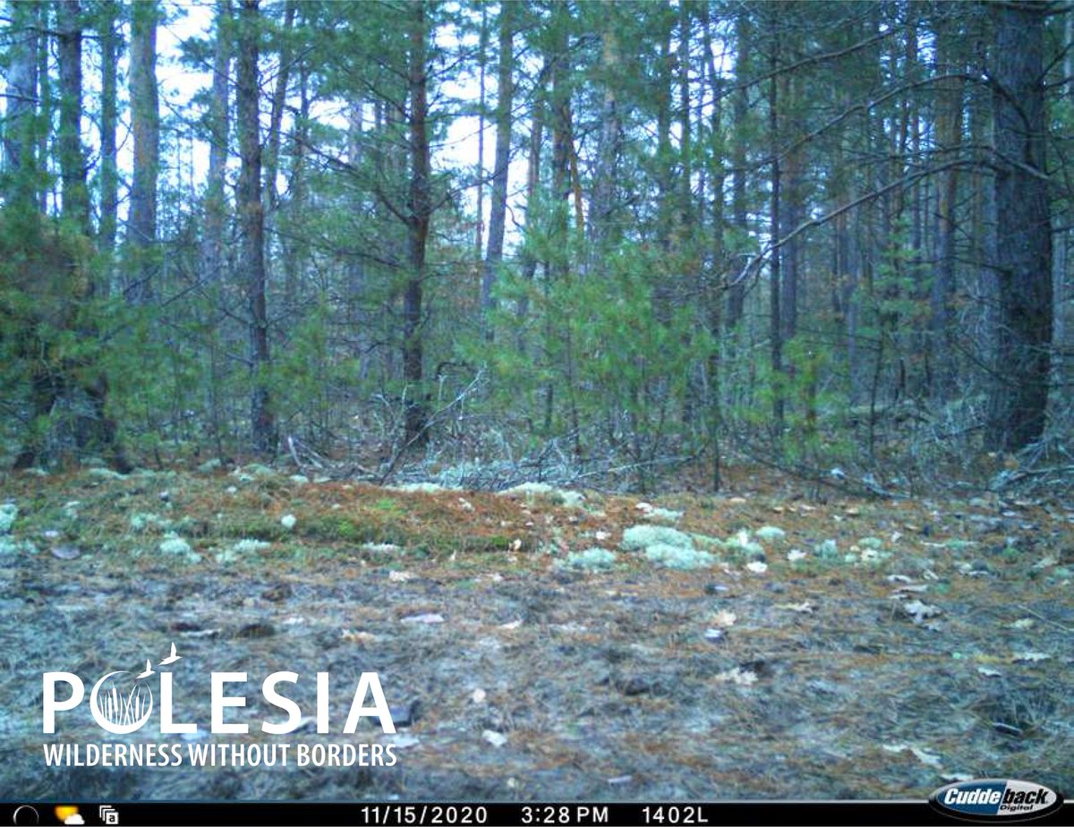 Our experts have identified a #RedDeer in this #CameraTrap #photo. Do you see it? 🙃 #WildPolesia #WildlifeWednesday #Biodiversity