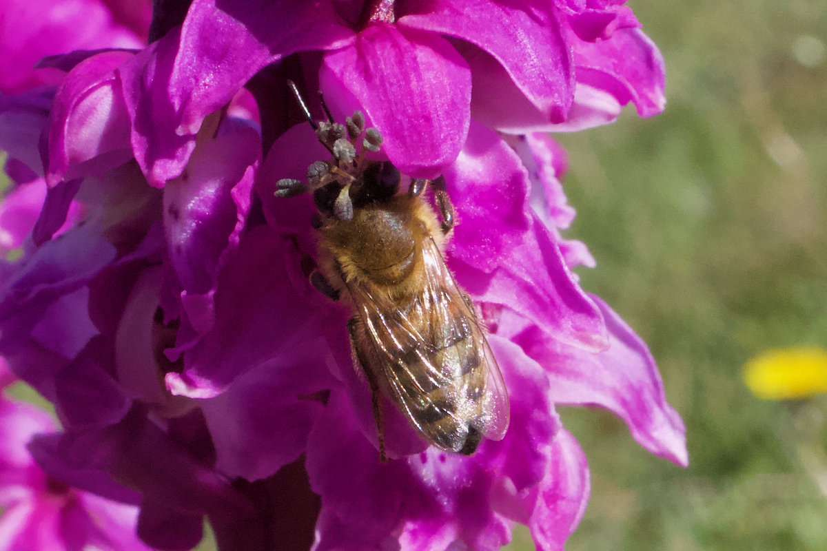 A little Bee (not sure what sort) feeding on, and pollinating, an Early Purple Orchid. The Bee’s head is covered in pollinia - never seen that before! #WildWebsWednesday