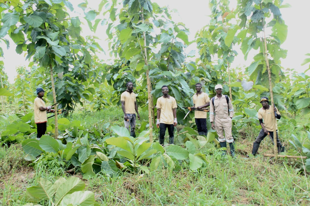 We're working to protect, restore & promote sustainable use of terrestrial ecosystems, sustainably managing forests, combatting desertification, halting & reversing land degradation & halting biodiversity loss.
Thank you to all our workers & happy #LabourDay2024!
#MayDay #SDG15🇬🇭