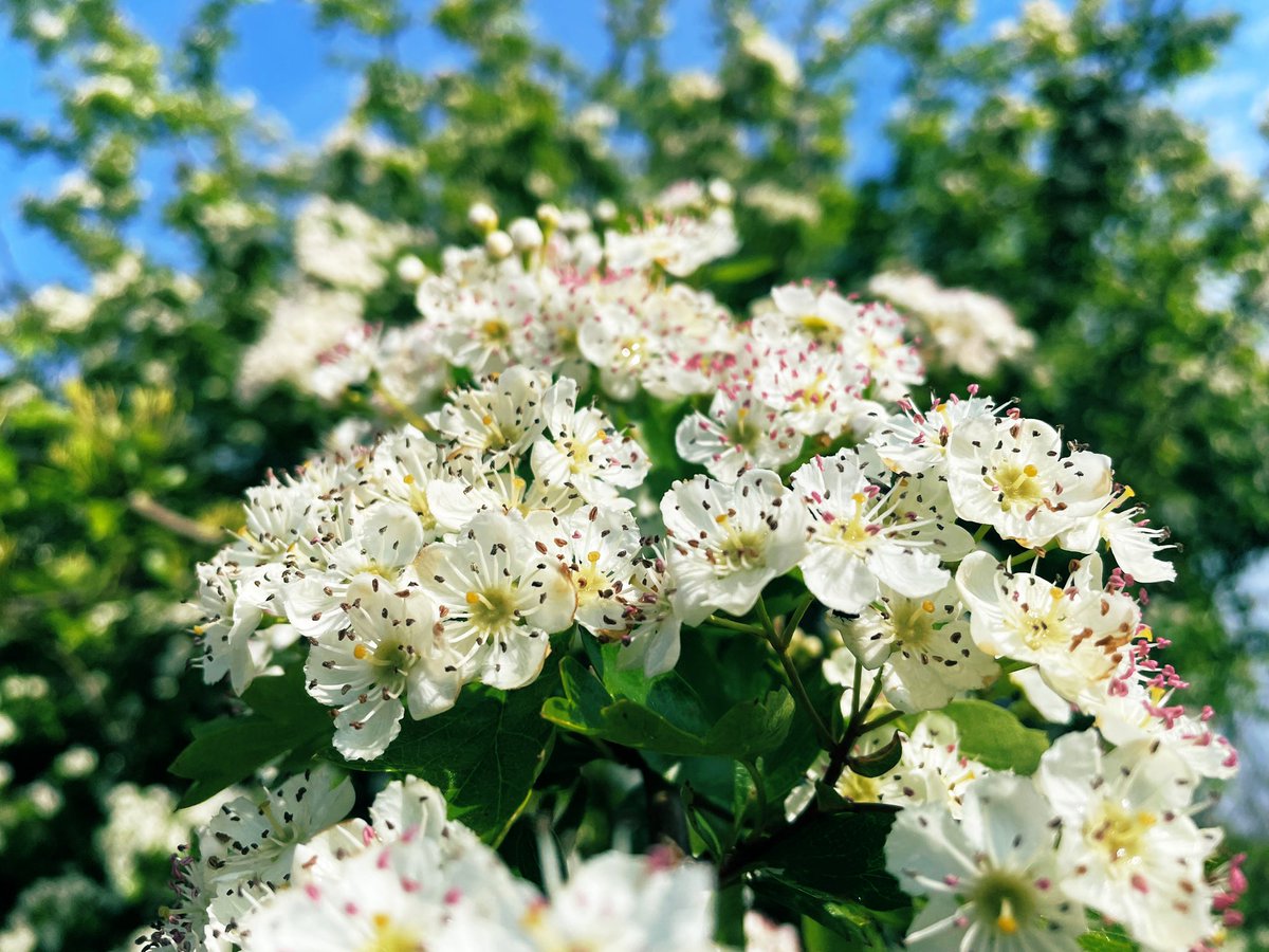 Sweet smelling May flower on #MayDay Perfect!