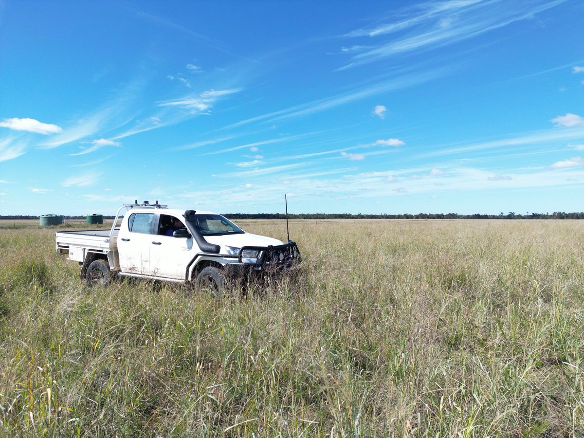 Desmanthus and other legume species establishment within UNE Drought Resilience Project #legumeestablishment #UNE #futuredroughtfund #overcomingtheknowledgegap #desmanthus #billabilla