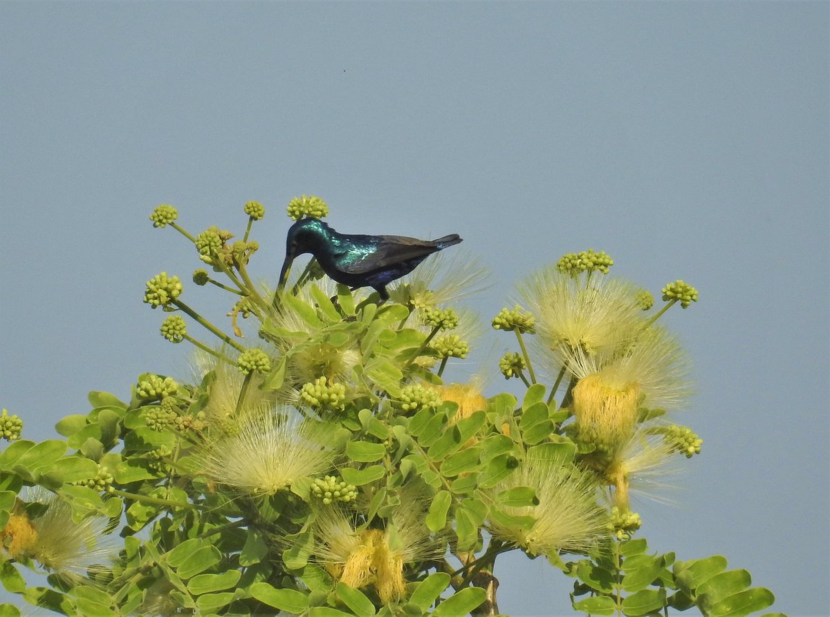 The siris is flowering everywhere. A lovely Indian tree. The flower has a soft fragrance. 

Coppersmith barbet and Purple sunbird on siris. #indiaves 
More on the Siris appearing in Ponniyin Selvan: newindianexpress.com/magazine/voice…