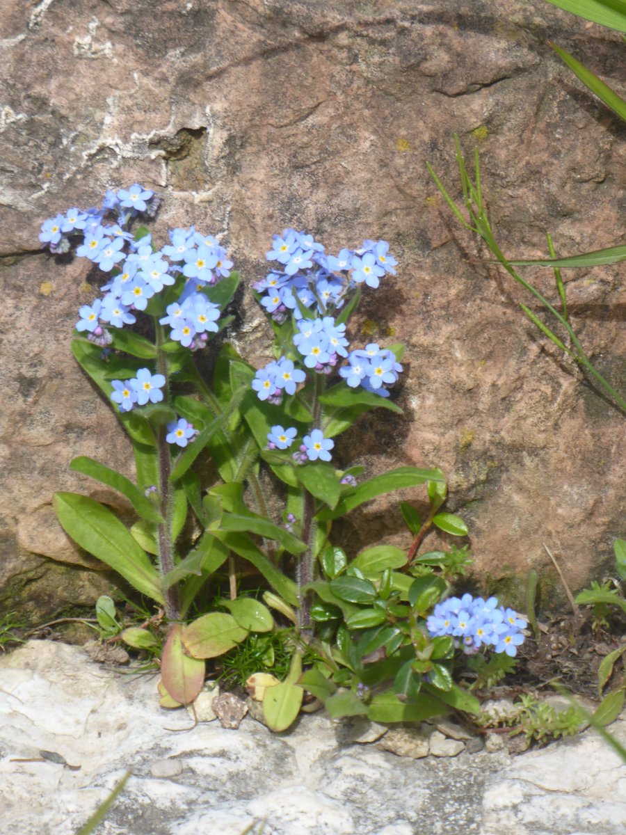 Ora ogni campo è rivestito d’erba, e ogni albero di foglie. Ora i boschi mostrano i loro fiori, e l’anno assume il suo aspetto più bello. (Virgilio) #ParoleDiMaggio #VentagliDiParole Scatto mio Non ti scordar di me