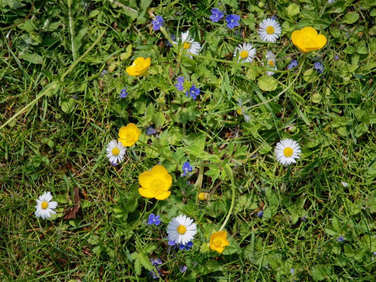 One of the best things you can do for nature this month is... nothing! Join in #NoMowMay and give both your mower and yourself a rest. It will give wildflowers such as daisies and buttercups a chance to grow, which in turn can attract all kinds of pollinators. Learn mower: