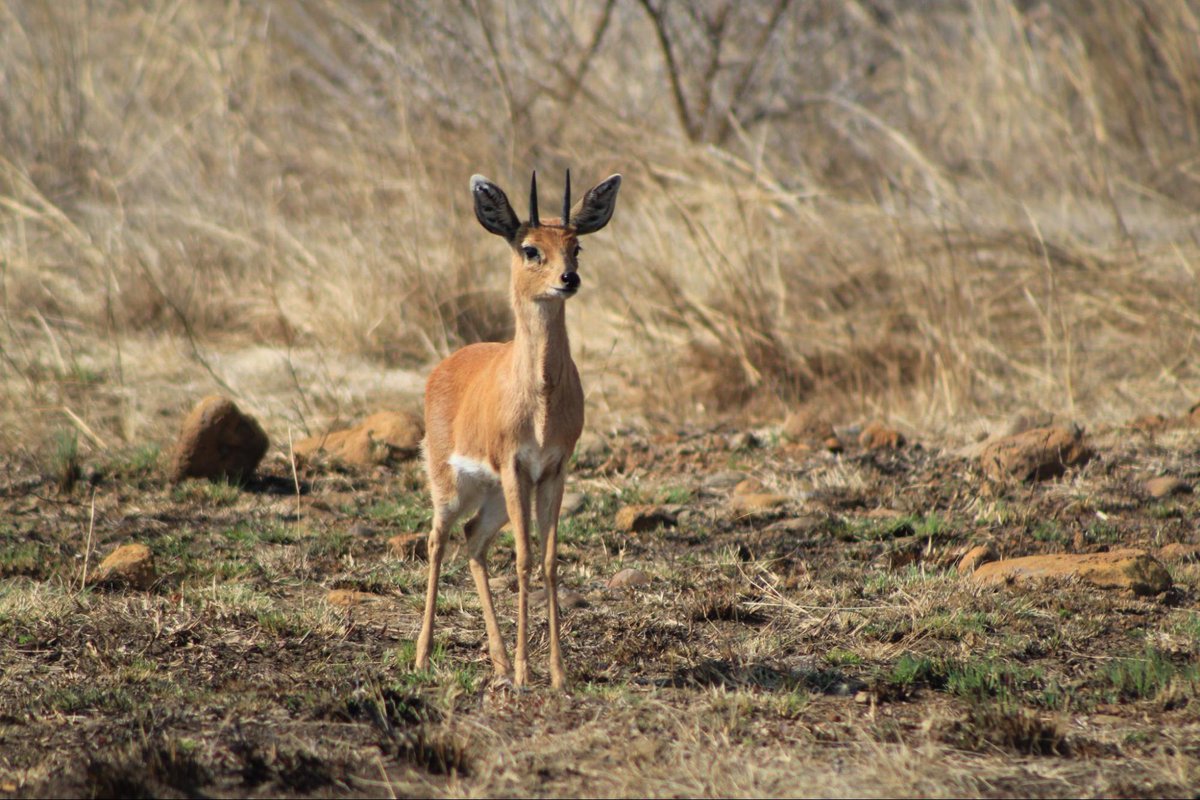 How do Steenbuck survive in the bush? When the Steenbok encounters a predator, the main focus is to lay low. Due to the Steenbok’s small size, predators might end up not seeing them when they lie low in the grass.