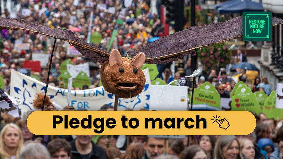 100+ nature & climate groups are calling on politicians to #RestoreNatureNow Will you join them at the peaceful march in London on 22 June to stand up for nature? We're calling on everyone to join us & send a clear message to politicians📢 Read more👇 restorenaturenow.com