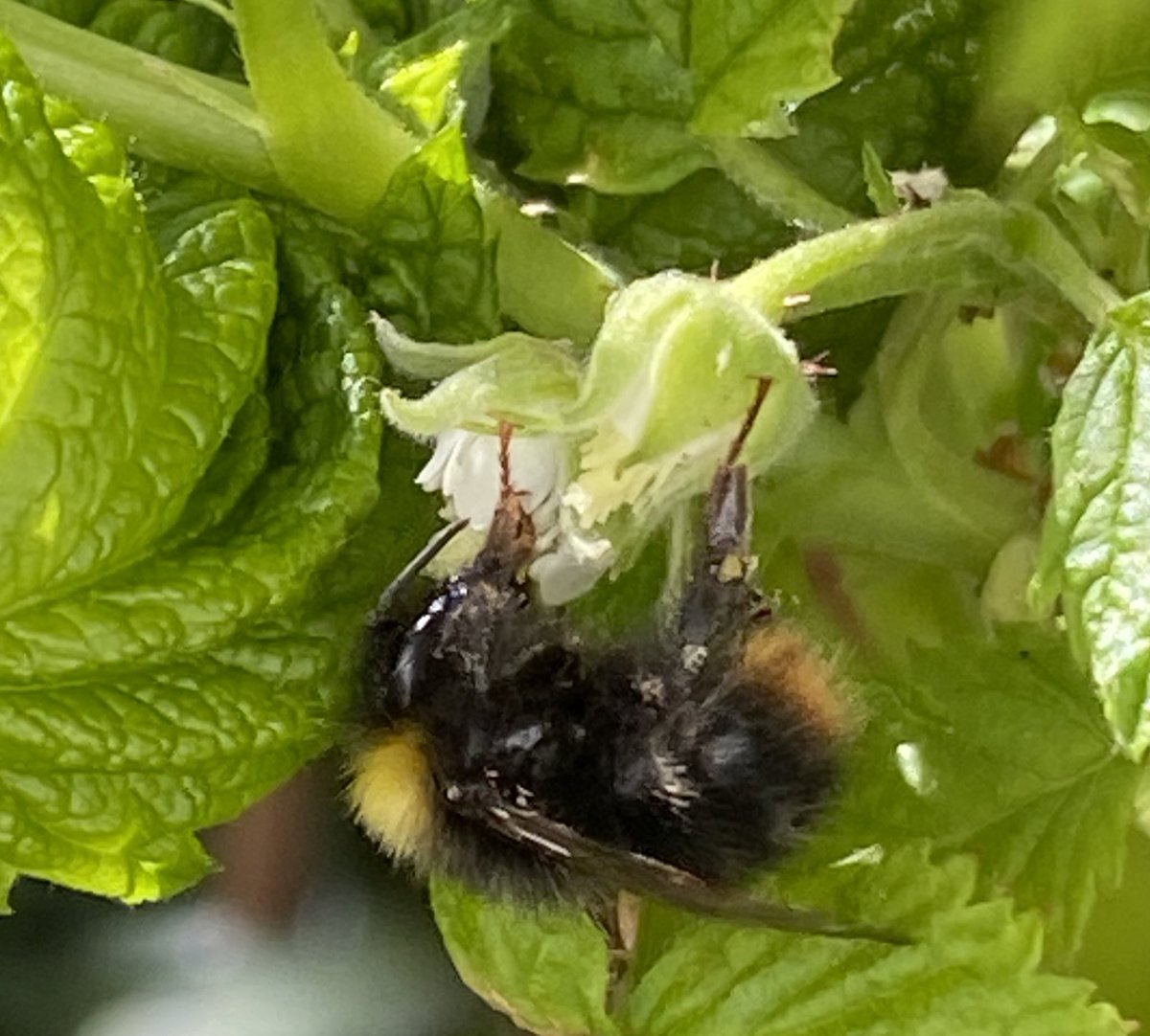 Early Bumblebee on a Raspberry flower for #wildwebswednesday, she did well to find one just opening! @WebsWild