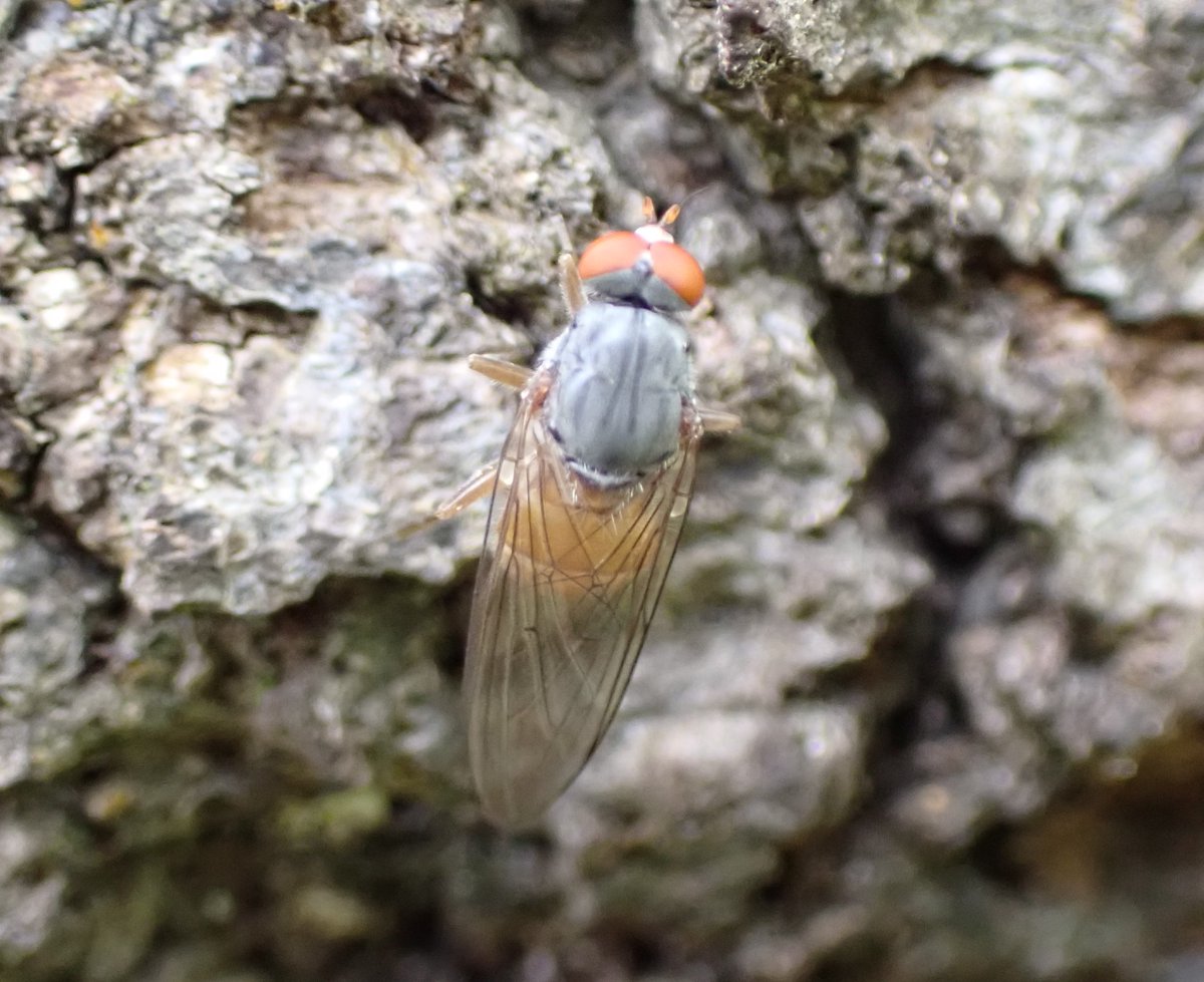 Sap run time! Brachyopa insensilis female and male on their usual tree (a Beech) in my local cemetery. #Arthropedia