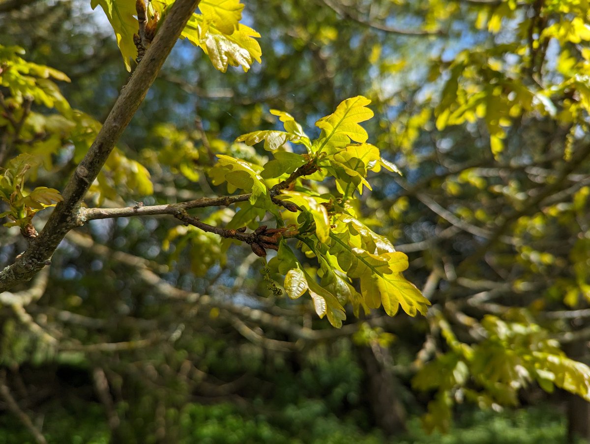 catecawley's tweet photo. The Oak is associated with #magic, celebration, the solar cycle and yearly #solstices. #Folklore links the #tree with thunder-gods and the sky, and with the #goddess of fire and fertility. #Beltane is the Gaelic #MayDay festival marking the start of #summer. https://t.co/011diafAgN
