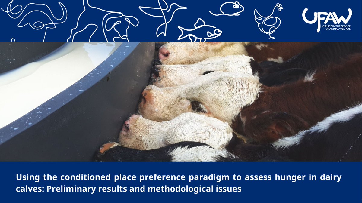 📢NEW PAPER investigates whether the conditioned place preference (CPP) paradigm can be used to explore hunger in dairy calves. Results showed no preference, suggesting CPP is not appropriate, or should be refined, for this type of assessment.➡️ow.ly/Ozqq50Rtasb