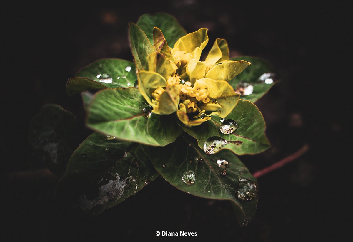 Despite the grey weather, water droplets are always a great subject 😍 @MacroHour, @AP_Magazine, @CanonUKandIE, @ThePhotoHour #photography #flowers #NaturePhotography #NatureBeauty