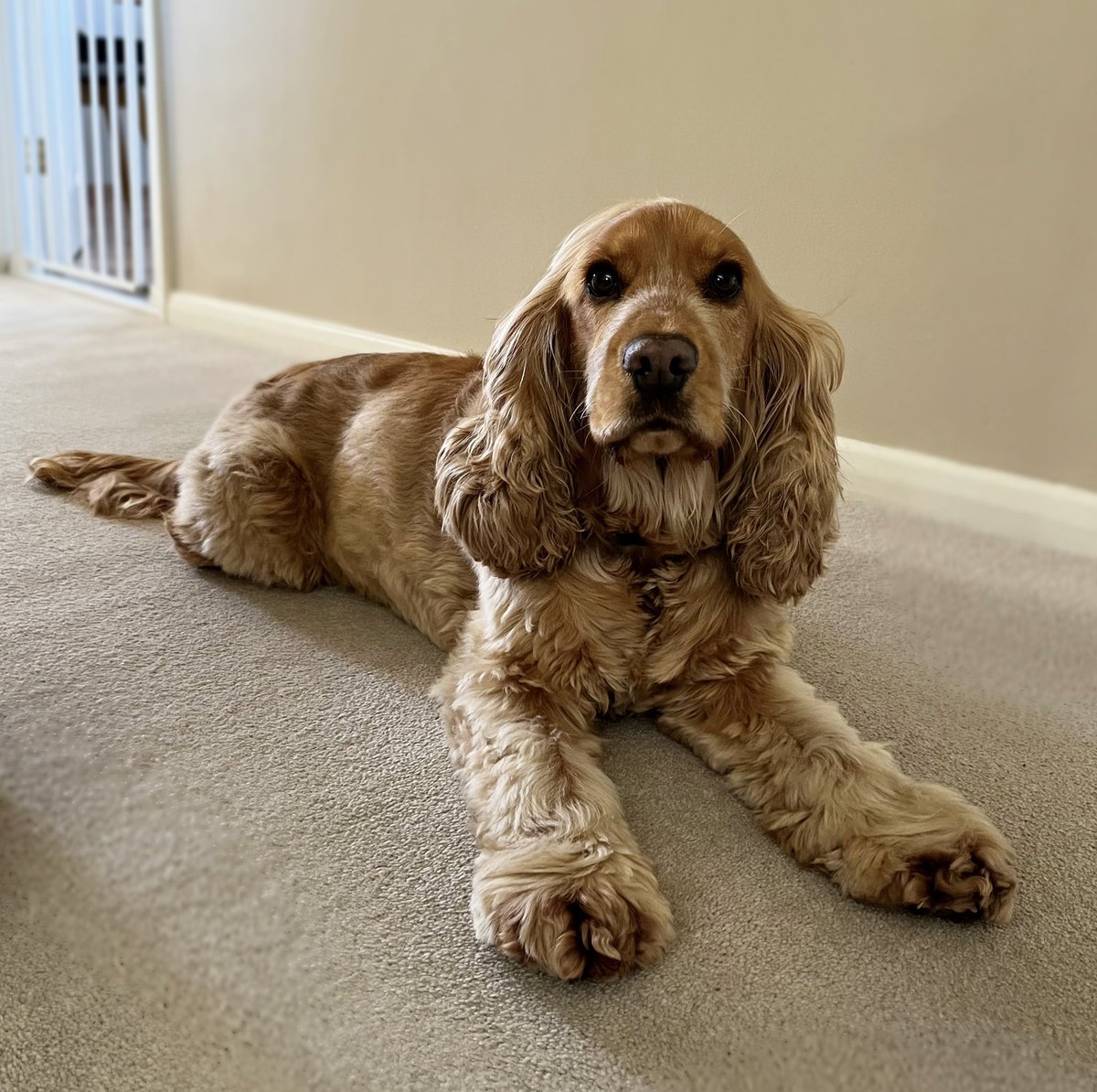 If it were possible, I’d say that Mabel blow-dries her ears overnight.