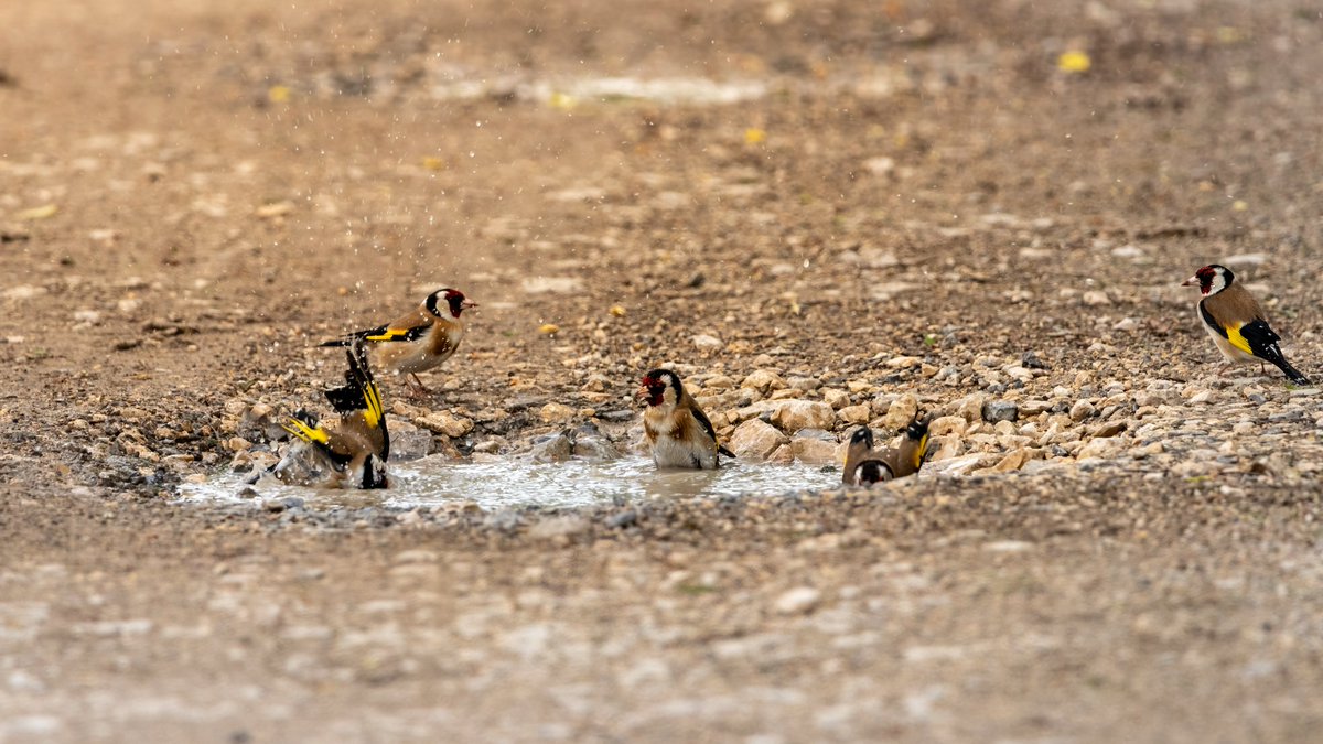 Stieglitz (Carduelis carduelis) #canon #canondeutschland #sigma150600 #sigma #sigma_deutschland #bird #birdphotography #vogel #vogelfotografie #nature #naturephotography #goldfinch