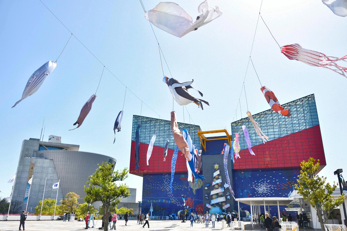 ＼もうすぐこどもの日／

海遊館では「コイ」ではなく「ジンベエザメ」

今年も10ｍの「ジンベエのぼり」含め25種の生き物のぼりたちが空を舞ってます！

海遊館は今年サンゴ推し！ということで「サンゴのぼり」も仲間入り

ぜひ探してみてください～！

こどもの日はもちろん5/31までご覧いただけます