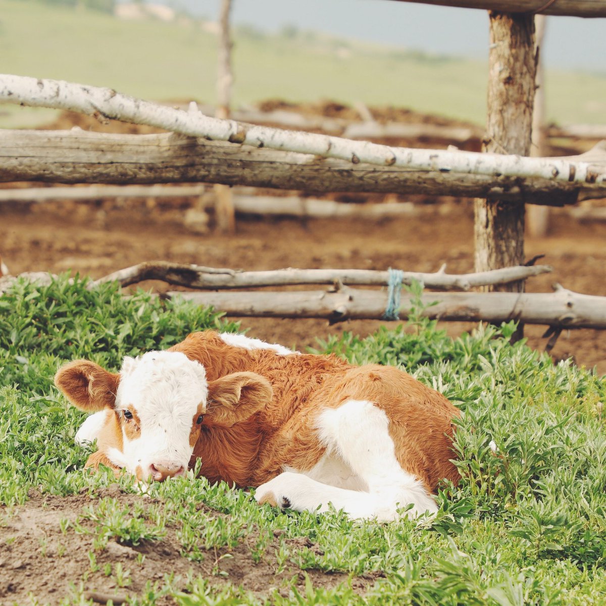 Every cow deserves to be happy!