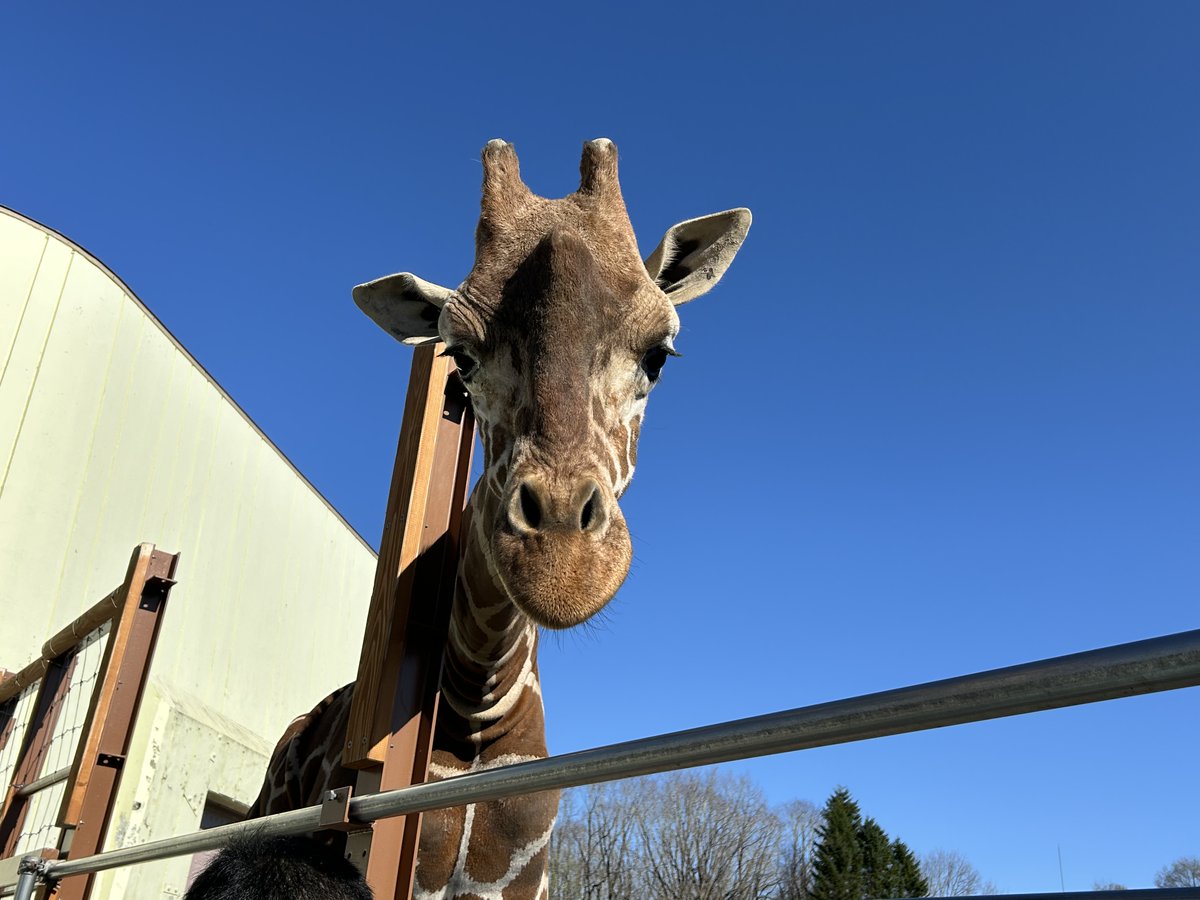 某日の午後。雲一つ無い空とコハクです。 #釧路市動物園　#アミメキリン