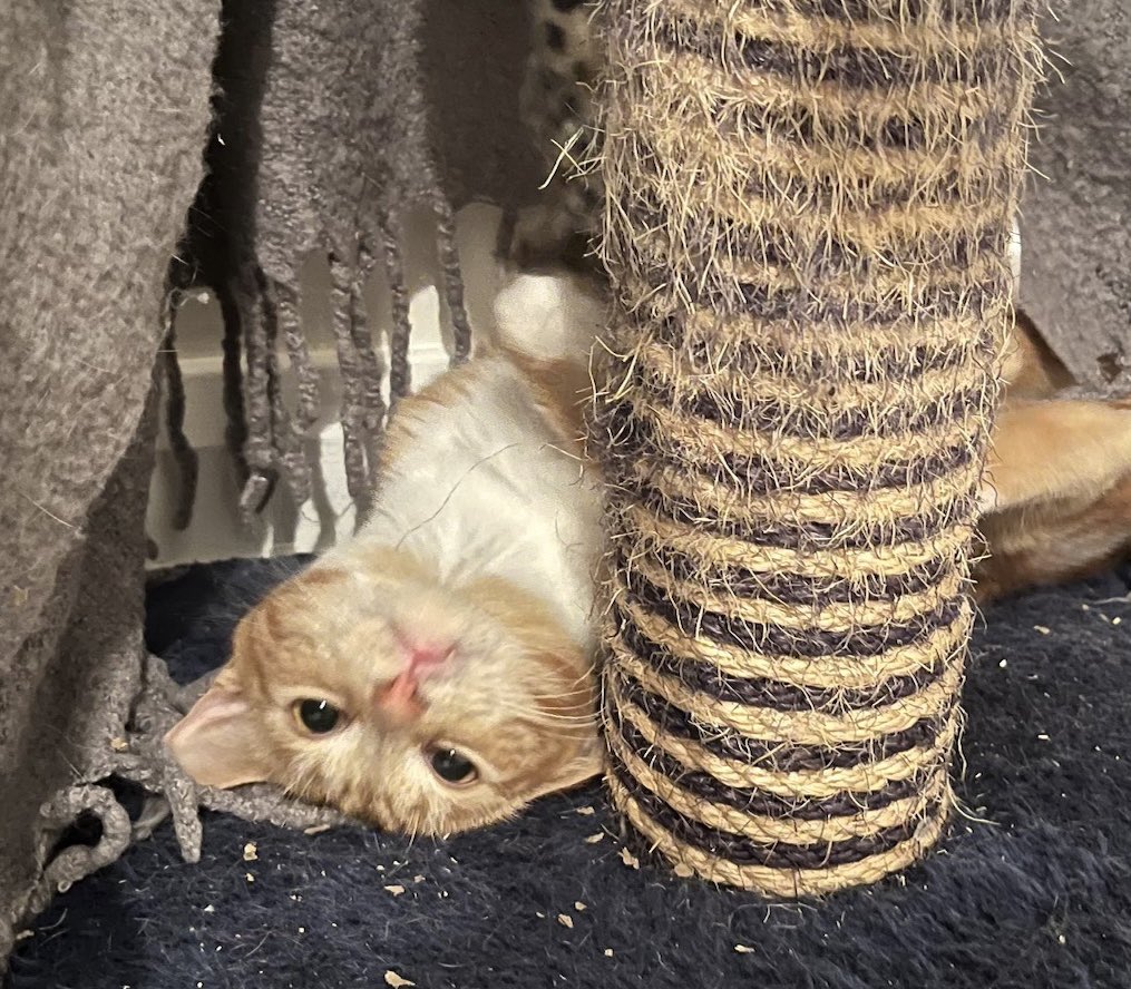 Nacho came in with her mum & brother who recently got adopted. Now an only kitten, she’s become a playful & inquisitive puss! She needs a patient owner with a safe garden & no young children to help her trust humans. You perhaps? #AdoptDontShop #WhiskersWednesday #Buckinghamshire