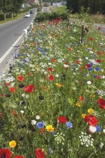 Ich wünsche mir, daß jeder Straßenrand so aussieht. Das wäre doch mal was für die vielen freien Flächen entlang der Autobahnen ❤