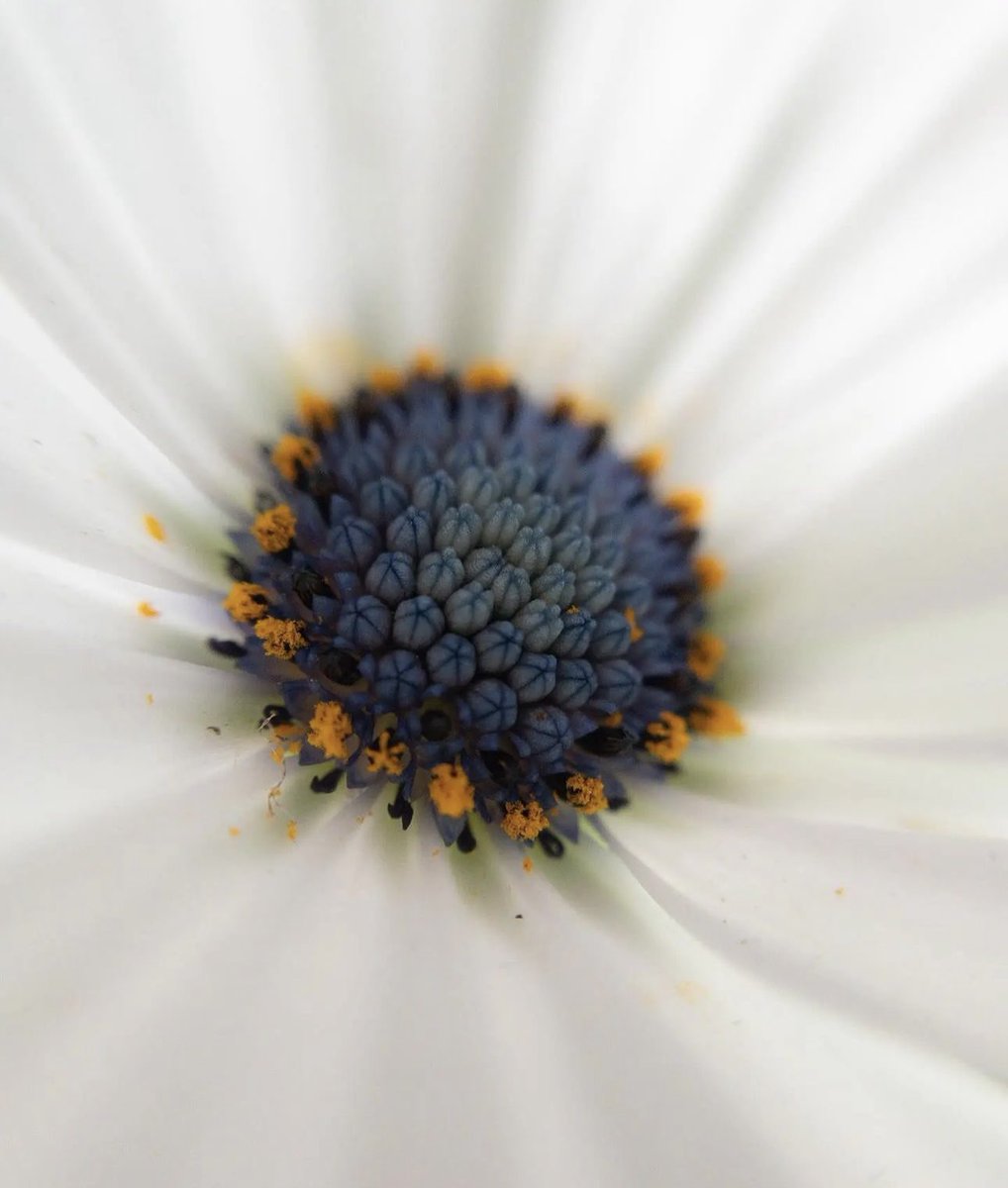 tedaiyanb's tweet image. 😮🖼️ pistil 花蕊 🪷 … ✨✨🤔
#pistil #花蕊