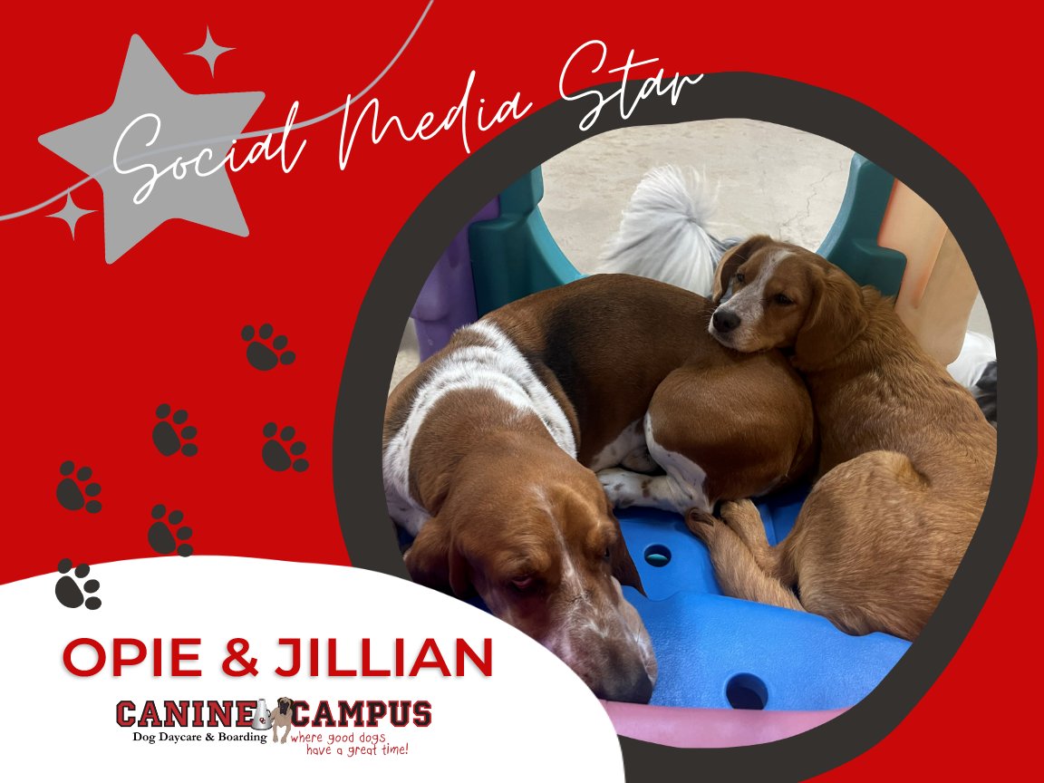 🌟 Meet Opie & Jillian, this week’s Canine Campus social media star! 🌟 🎉🐶#WeHaveTheCutestDogs #SocialMediaStar #HappyDogs #WeLoveDogs #DogDaycare #DogBoarding #ColoradoSprings