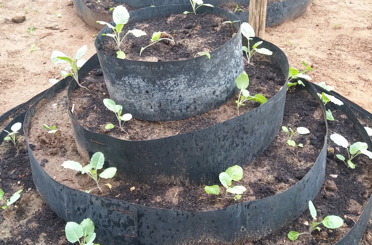 Vertical Garden, the most profitable farming, easy to prepare and can be practiced even in small area. We do it.
#FoodSystems
@FAOTanzania 
Visit @MalemboFarm