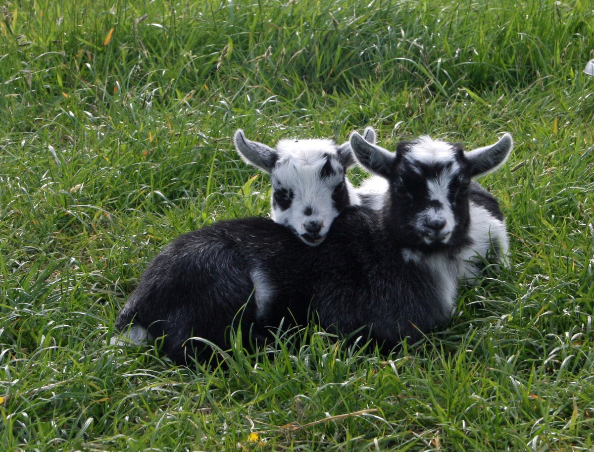 The Animal Kingdom Challenge.
I entered these pictures and got to Elite Level. 
#photography #GuruShots #kidgoats #cats #jackrussell #sheep