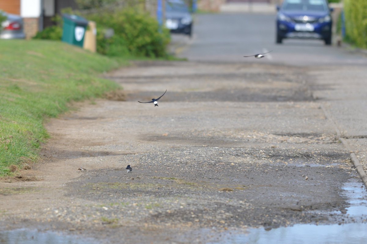 House Martins around Selsey Bill this morning. @SelseyBirder