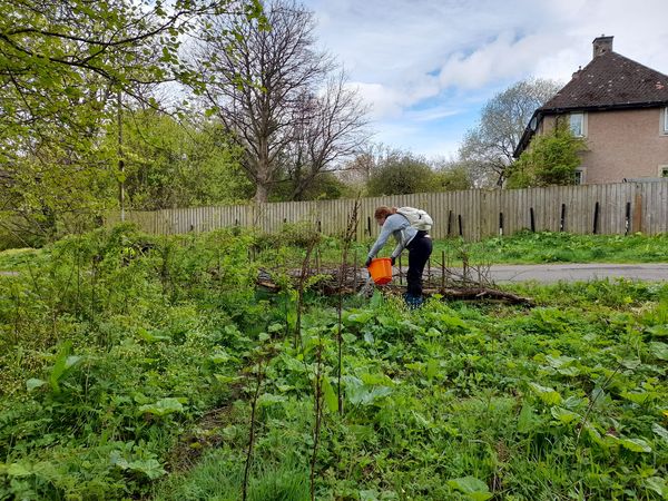 Our Redford Woods volunteers have been busy continuing our dead hedging. We've been using wood cut from an overhanging tree to build the hedge and plating hedgerow species alongside to bring some life to the structure, such as Hawthorn, Hazel and Willow.