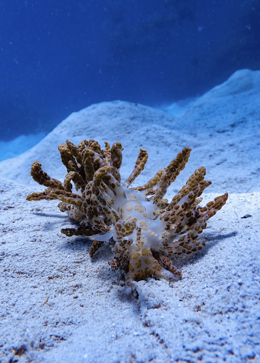 Around the world series: discover the Southwestern Pacific Meet Phyllodesmium longicirrum (Bergh, 1905), the Solar Powered Sea Slug. Like other members of its genus, this species has a fascinating relationship with photosynthetic algae known as zooxanthellae. Similarly to what…