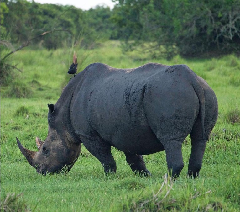 🦏 On #SaveTheRhinoDay, let's stand up for these majestic creatures facing extinction due to poaching and habitat loss. Together, we can protect them and ensure a future where rhinos thrive in the wild. #Conservation #WildlifeProtection 🌍
📸 - eu1.hubs.ly/H08S9Zc0