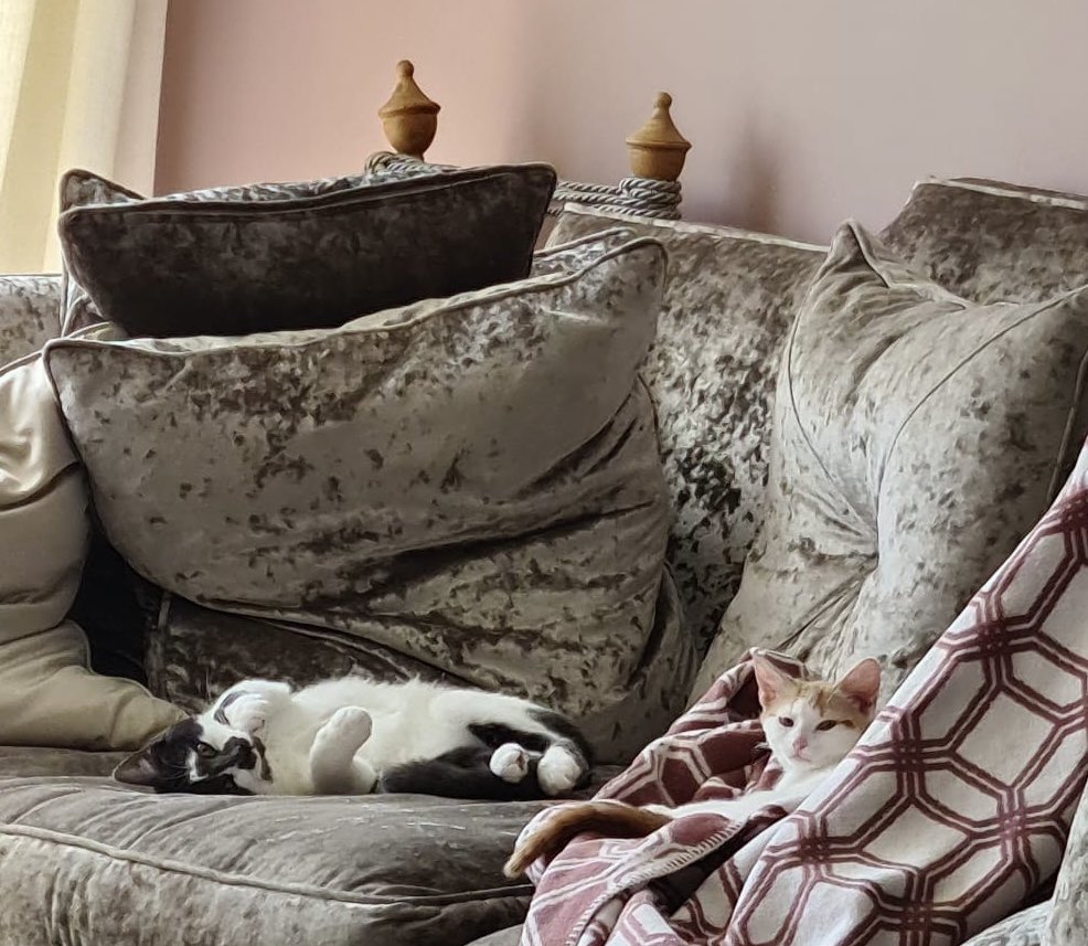 Smokey (on the left) got adopted recently and, as you can see, is enjoying his new home. He’s even gained a new brother! We are delighted and wish both of them a very happy life together. #WhiskersWednesday #Buckinghamshire