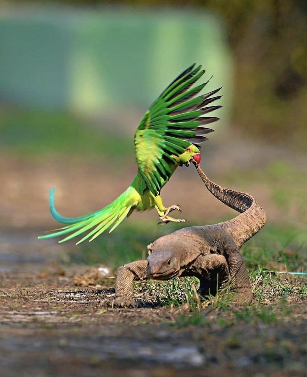 Rose-Ringed Parakeets, with their vibrant green feathers, aren't just pretty–they fiercely protect their nests! Monitor Lizards pose a major threat, trying to snatch Parakeets precious eggs and compete for food and nesting spots. They bravely chase off these Monitor Lizards. This…