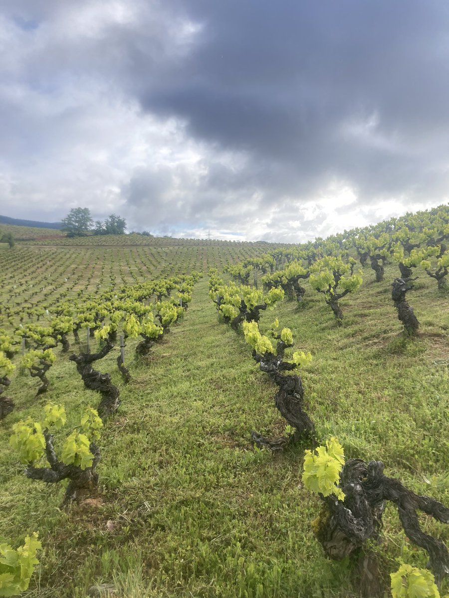 Vaya… alguien llenó de cepas nuestro jardín! Viña de los Pinos, Paraje Las Gundiñas, Valtuille #cantariña #vinosdefamilia #viñadelospinos #viticultura #ecologica #biodiversidad #organic #vineyard #winetourism #enoturismo