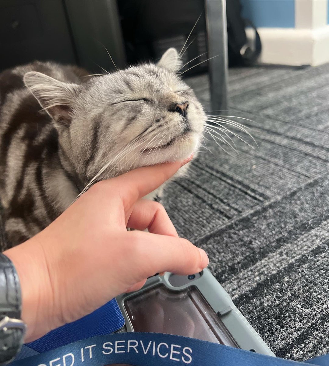 We’ve had a rather unexpected helper on todays migration to @jamfsoftware at @TransformTrust @Rosslyn_Park 😍❤️

Meet Monty. He’s a neighbour of the school, and comes to visit the office everyday when his owner goes to work.